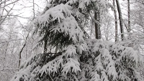 A tree covered in snow. Forest in winter Stock Footage 148707567