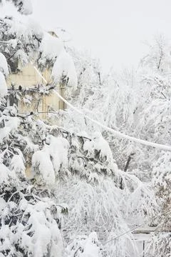 A tree covered in snow in front of a house Stock Photos