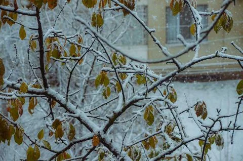 A tree covered in snow with a house in the background.  Foto stock