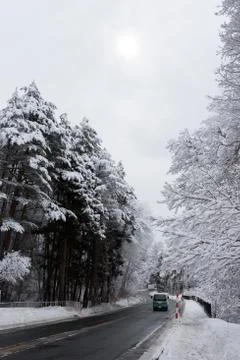 Tree covered in snow, Japan 写真素材