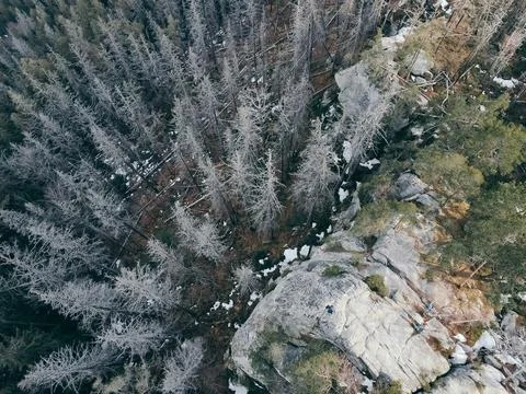 A tree covered in snow a mountain Stock Photos