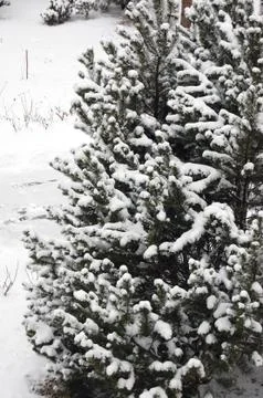 Tree covered with snow Stock Photos