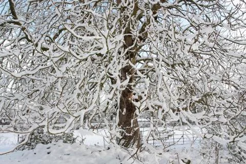 Tree covered in snow Stock Photos