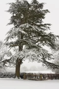 Tree covered in snow Stock Photos
