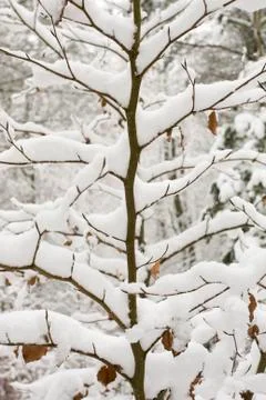 Tree covered in snow Stock Photos