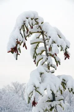 Tree covered by snow Stock Photos