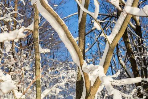 Tree Covered in Snow Stock-Fotos