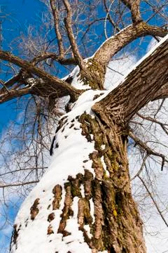 Tree covered with snow Stock Photos