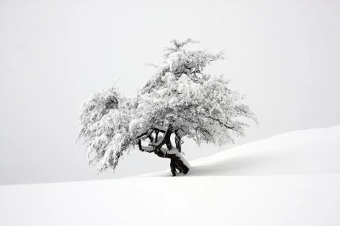 Tree covered in snow Stock Photos