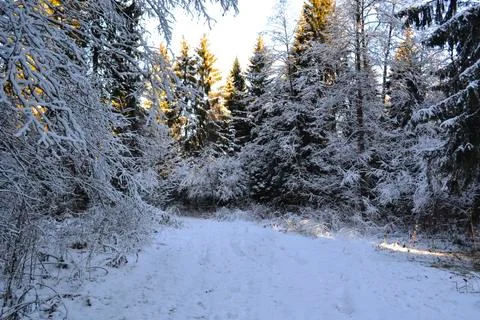 A tree covered in snow Stock Photos