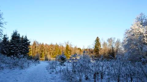 A tree covered in snow Stock Photos