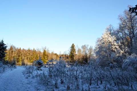 A tree covered in snow Foto stock