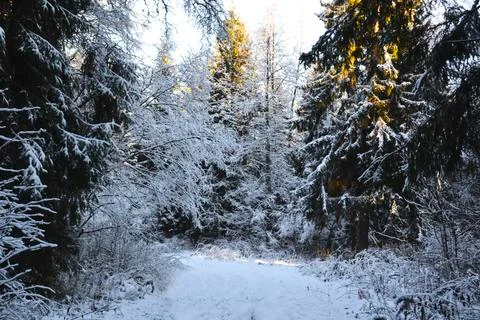 A tree covered in snow Stock Photos