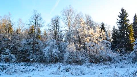 A tree covered in snow Stock Photos