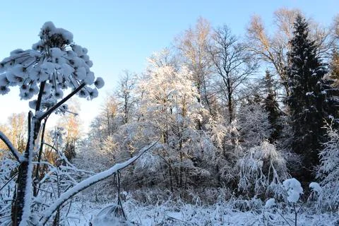 A tree covered in snow Foto stock