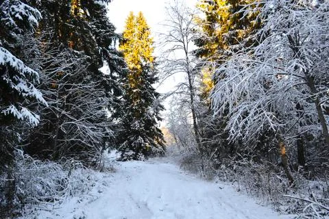 A tree covered in snow Stock Photos