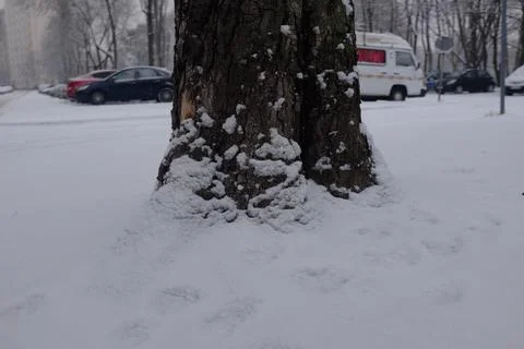 Tree covered in snow Stock Photos