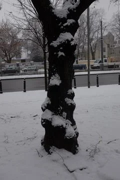 Tree covered by snow Stock Photos