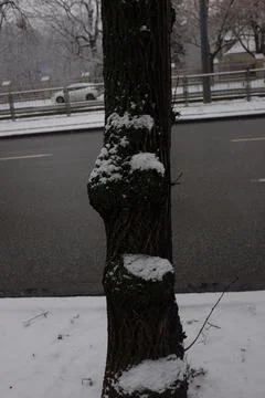Tree covered by snow Stock Photos