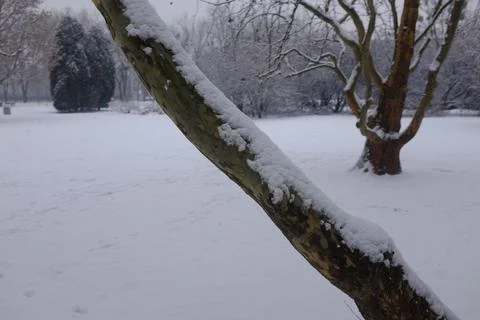 Tree covered in snow Stock Photos