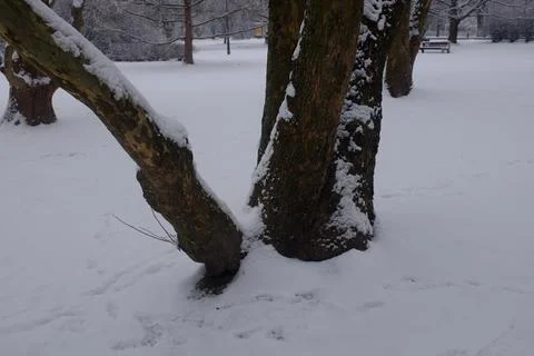 Tree covered in snow Stock Photos