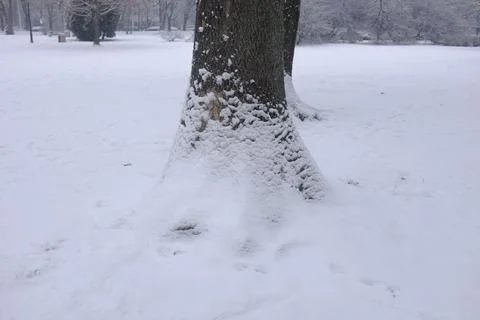 Tree covered in snow Stock Photos