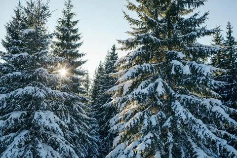 A tree covered in snow Stock Photos