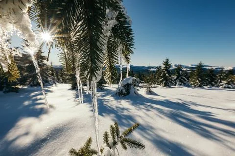 A tree covered in snow Stock Photos
