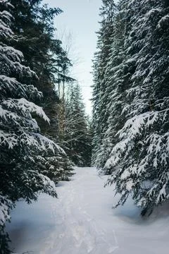 A tree covered in snow Stock Photos