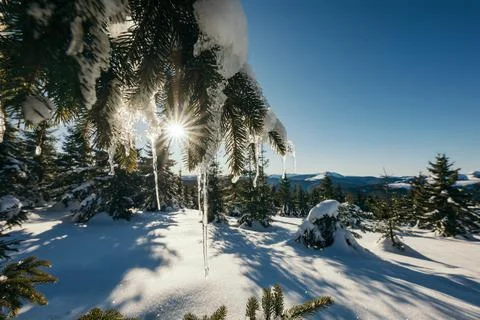 A tree covered in snow Stock Photos