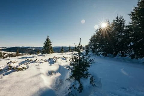 A tree covered in snow Stock Photos