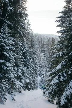 A tree covered in snow Foto stock