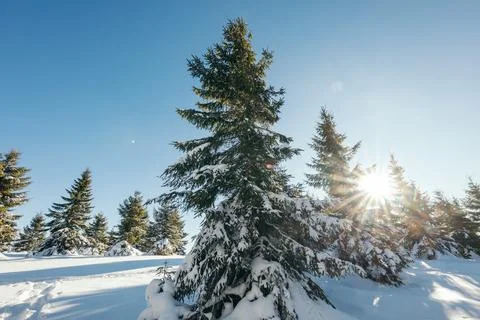 A tree covered in snow Stock Photos