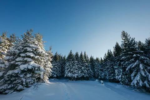 A tree covered in snow Stock Photos