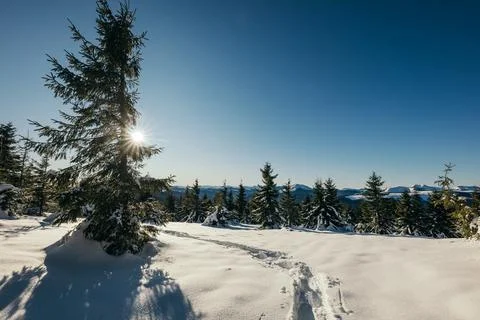 A tree covered in snow Stock Photos