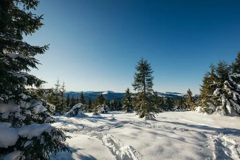 A tree covered in snow Stock Photos