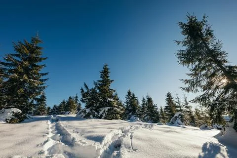 A tree covered in snow Foto stock
