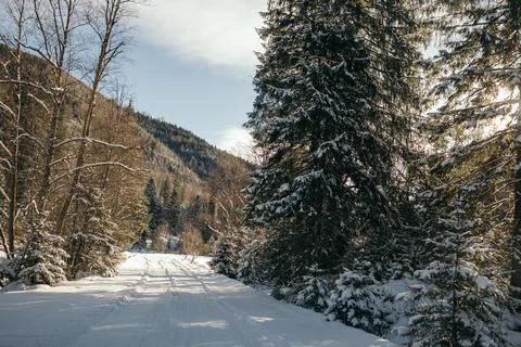 A tree covered in snow Stock Photos