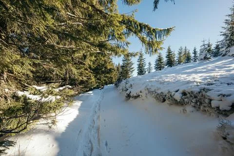 A tree covered in snow Stock Photos