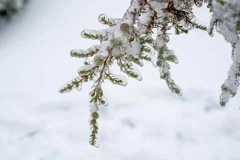 A tree covered in snow Stock Photos