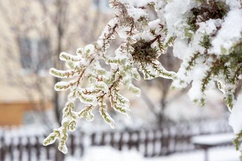 A tree covered in snow Stock Photos