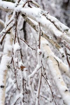 A tree covered in snow Stock Photos