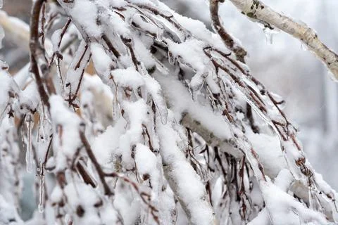 A tree covered in snow Stock Photos