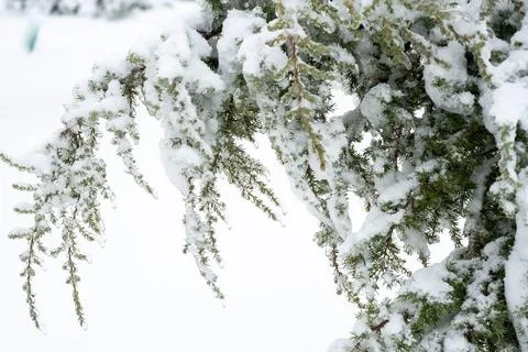 A tree covered in snow Stock Photos