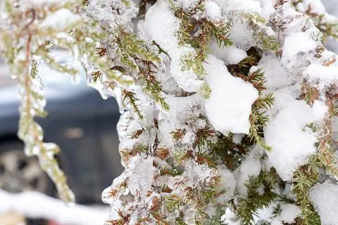 A tree covered in snow Stock Photos