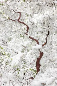 A tree covered in snow with a red trunk Stock Photos