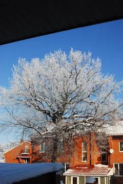 A tree, covered in snow, stands in front of a building Foto stock