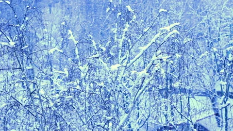 Tree covered with snow, swaying in wind. Panorama  landscape. blue tones Stock Footage 123884920