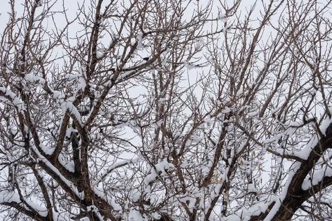 Tree covered with snow, tree, winter, fog Stock Photos