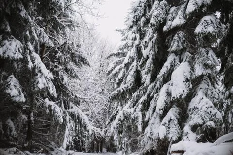 Tree covered by snow, winter background Stock Photos